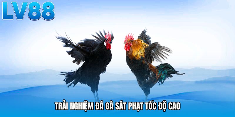 Trải nghiệm đá gà sát phạt tốc độ cao